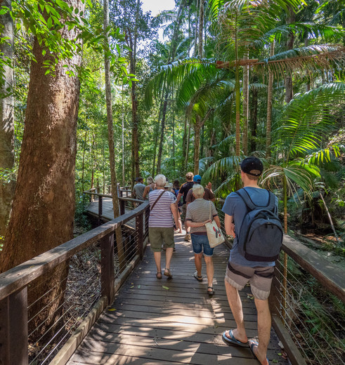 Wandeling in de jungle op Fraser Island