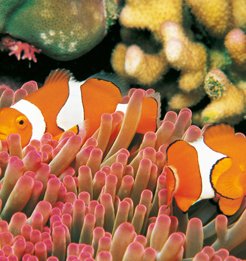 Nemo-visjes in het Great Barrier Reef, Australië