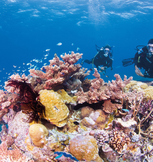 Duikers bewonderen het koraal in het Great Barrier Reef, Australië
