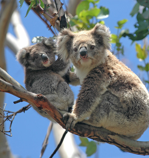 Koala's in Australië