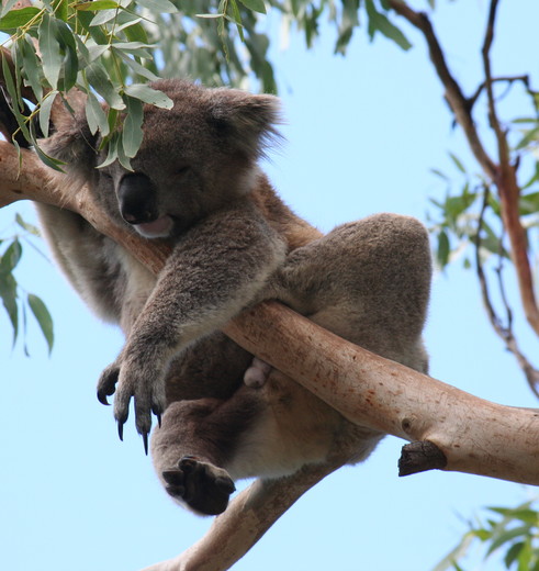 Een koala in de boom op Magnetic island, Australië