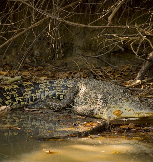 Australie-Kakadu-National-Park-Krokodil_1_559759
