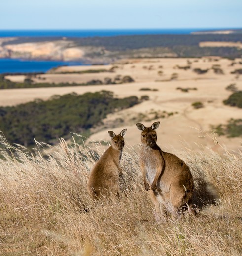 Kangoeroes spotten op Kangaroo Island © Exceptional Kangaroo Island