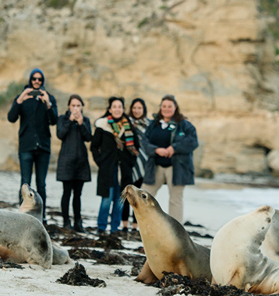 Zeehonden op Kangaroo Island