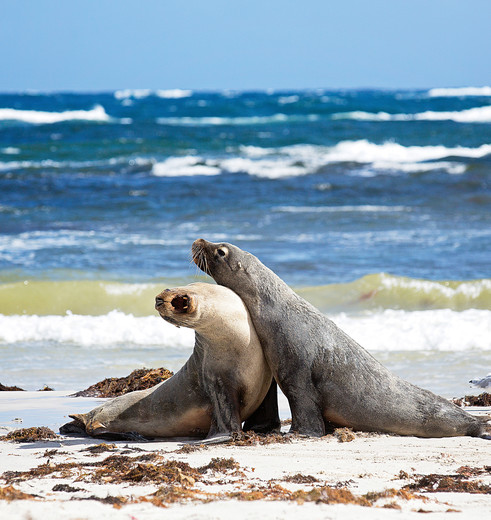 Zeehondjes bij Seal Bay op Kangaroo Island, Australië - © Exceptional Kangaroo Island