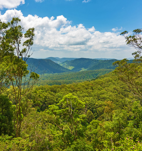 Australie-Lamington-National-Park_1_576567 Australie-Lamington-National-Park_1_576567