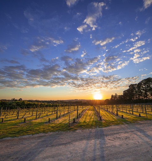 Wijngaarden Mornington Peninsula, Australië - © Tourism Australia