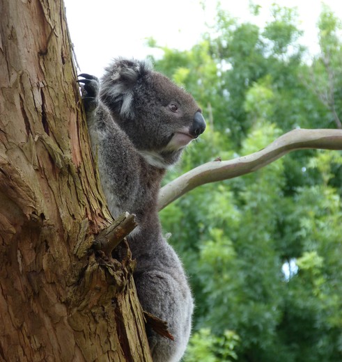 Australie-Otway-National-Park-koala