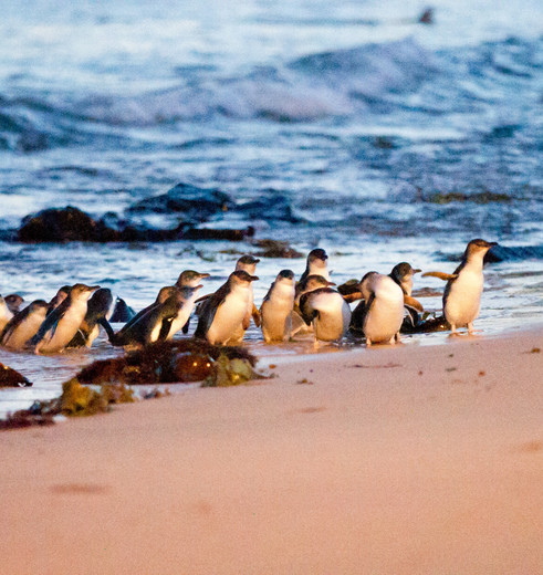Een kolonie aan pinguïns op Phillip Island, Australië