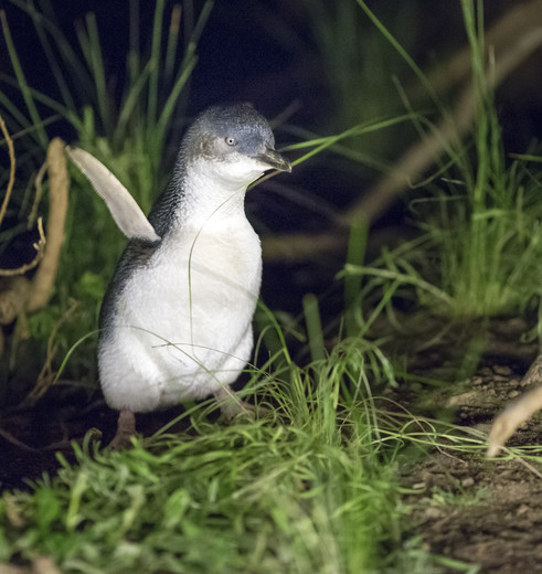 Pinguïn op Phillip Island, Australië