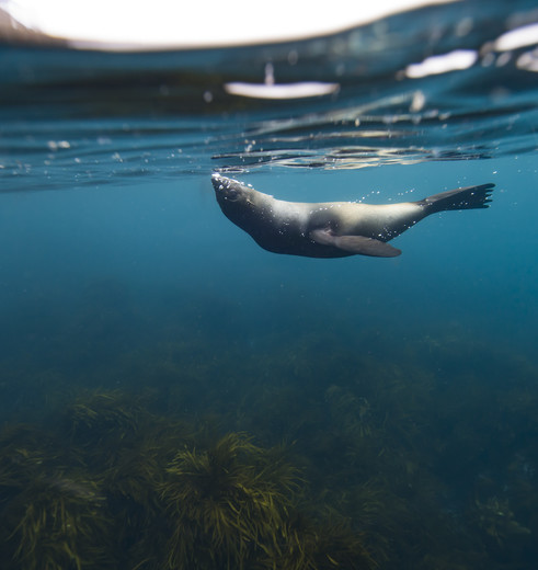 Zeehonden in de wateren rondom Wilsons Promontory, Australië