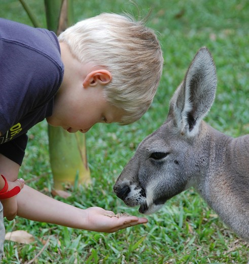 Kind die in Australië een kangoeroe eten geeft