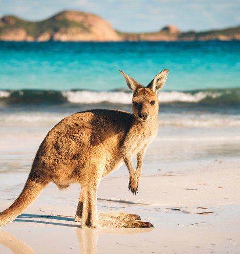 Kangaroo op het strand