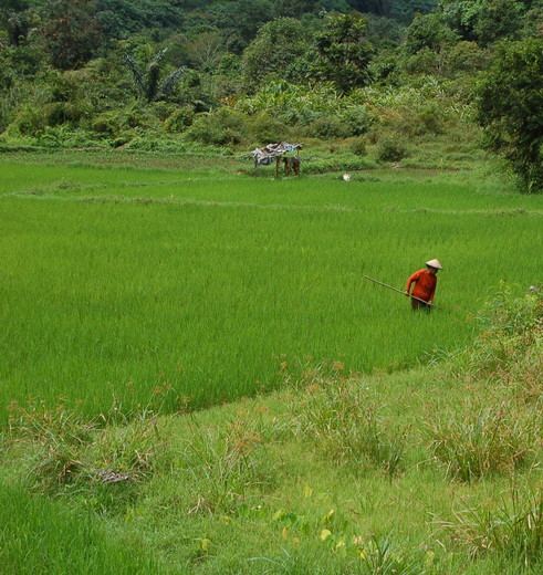 Local aan het werk in de Harauvallei op Sumatra