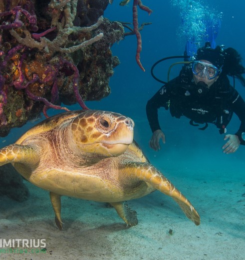 Bahamas-Duiken-1_1_518031