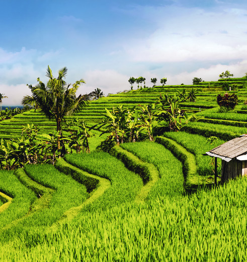 Rijstvelden op Bali