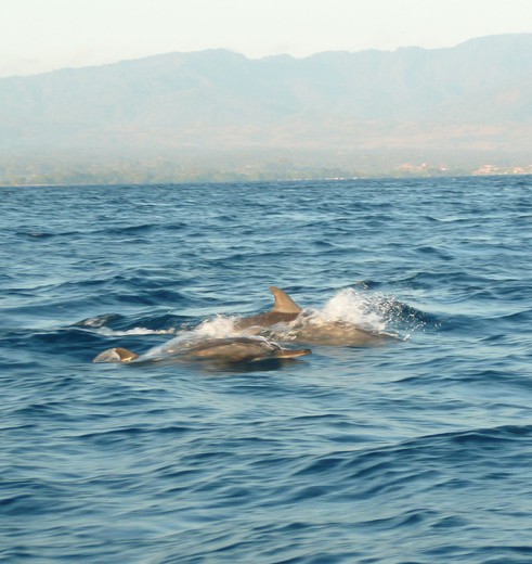 Bali-Lovina-dolfijnen2