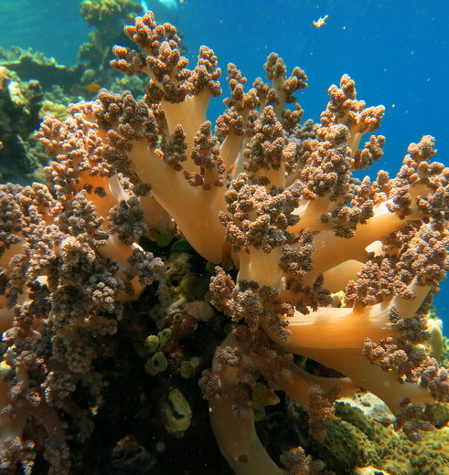 Bali-Pemuteran-Koraal_1_408667