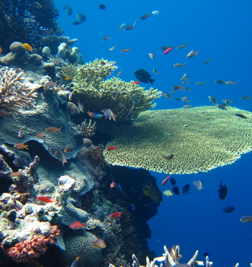 Onderwaterwereld van Menjangan, Bali