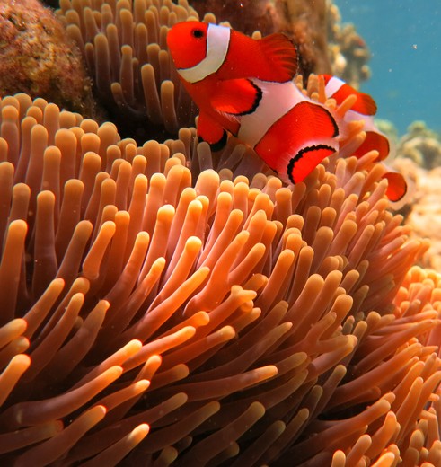 Bali-Pemuteran-Nemo-1