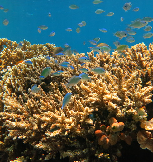 Bali-Pemuteran-Vissen_1_408685