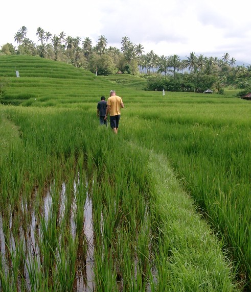 Bali-Rijstterras-Wandelen_1_408580