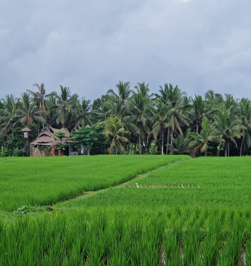 Rijstvelden bij Ubud op Bali, Indonesië