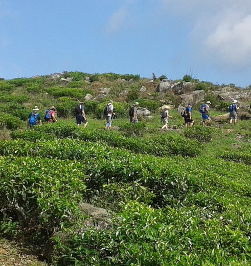 Tussen de theevelden bij Ella, Sri Lanka