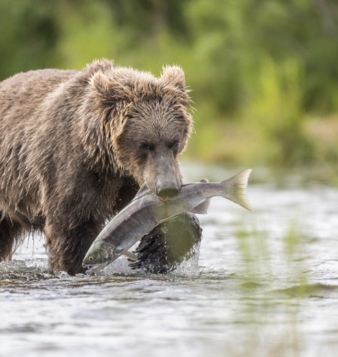 Beer-Katmai-National-Park, Alaska, Amerika
