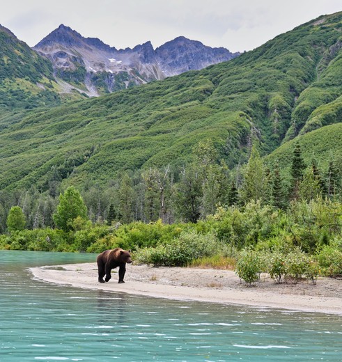 Berenexcursie, Alaska, Verenigde Staten