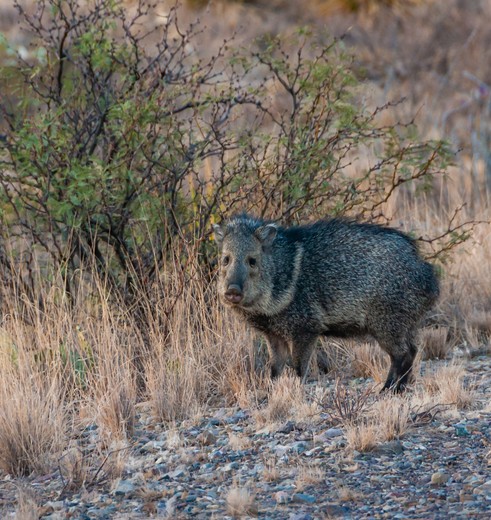 Spot wilde dieren in het Big Bend National Park in Texas, Amerika