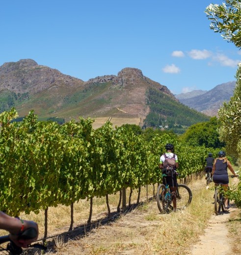 Op de fiets langs de wijnvelden bij Franschhoek