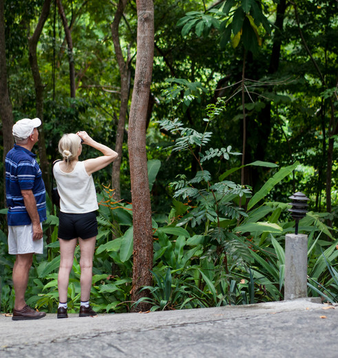 Birdwatching in Manuel Antonio National Park