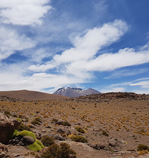 Bolivia-Uyuni-droge-vlaktes-en-mos_1_362691