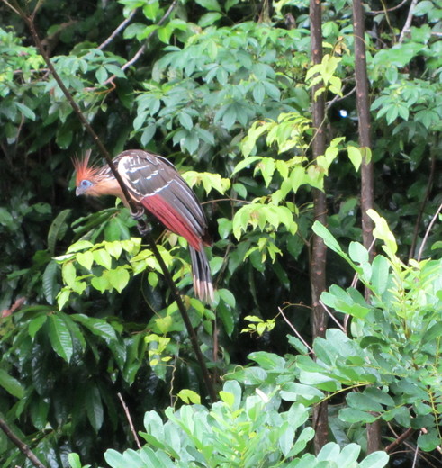 Bijzondere hoatzin vogel in Madidi National Park, Bolivia