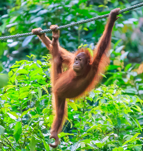 Orang-oetan baby slingerend door de bomen in Borneo, Maleisie