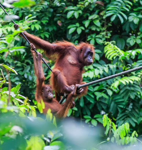 Orang-oetans op Borneo