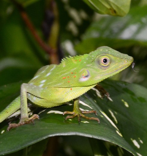 Borneo-groenreptielmetinsect(8)