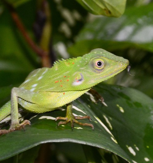 Borneo-tabin-nationalpark568(8)