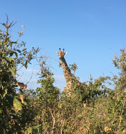 Botswana-Chobe-Giraffe1_1_365446 Botswana-Chobe-Giraffe1_1_365446