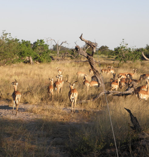 Botswana-Khwai-Antiloop_1_376284