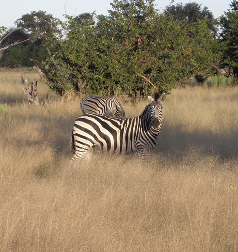 Botswana-Khwai-Zebra1_1_376266