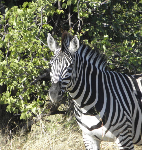 Botswana-Khwai-Zebra3 Botswana-Khwai-Zebra3
