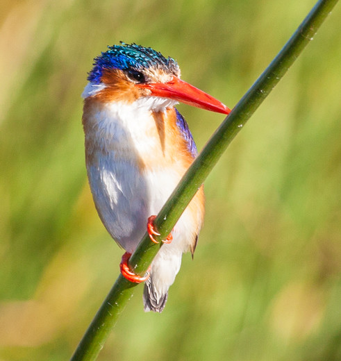 Botswana-Okavango-Delta-vogel_1_365778