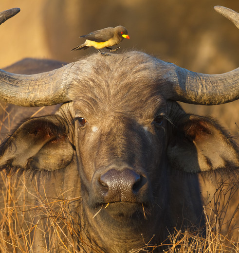 Buffels in Kruger National Park