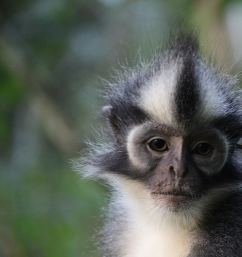 Bukit-Lawang-Thomas-Leaf-Monkey_1_404995