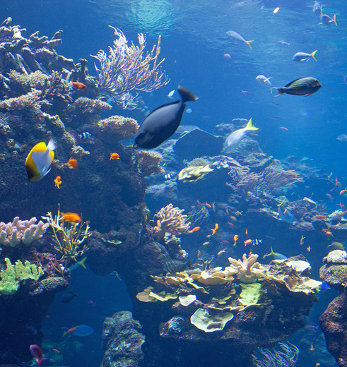CAS_Steinhart_Aquarium_1_421457