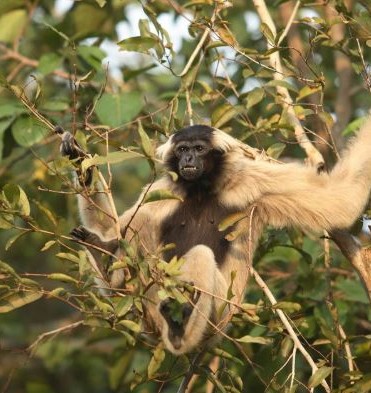 Cambodja-Cardamom-Aap