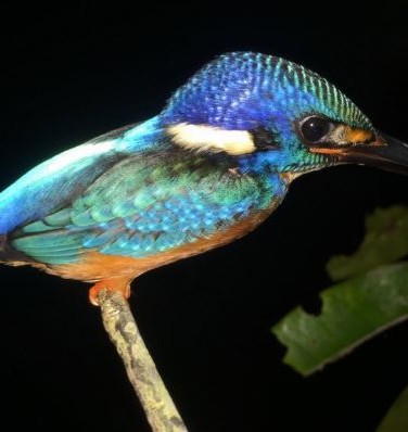 Cambodja-Cardamom-Vogel_1_379803