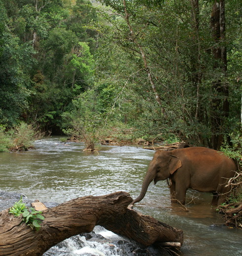 Op een verantwoorde manier kennismaken met olifanten kan bij het Elephant Valley Project